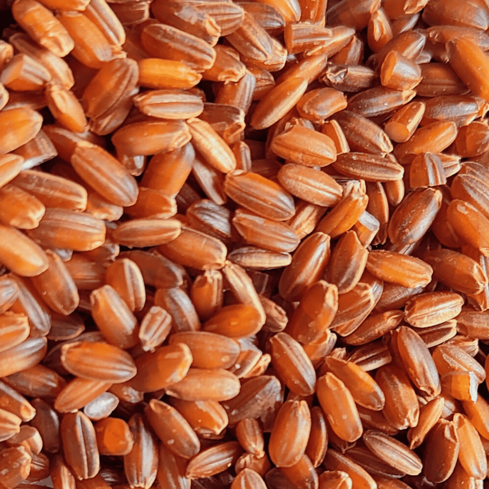 Navaara Arisi - Image 3