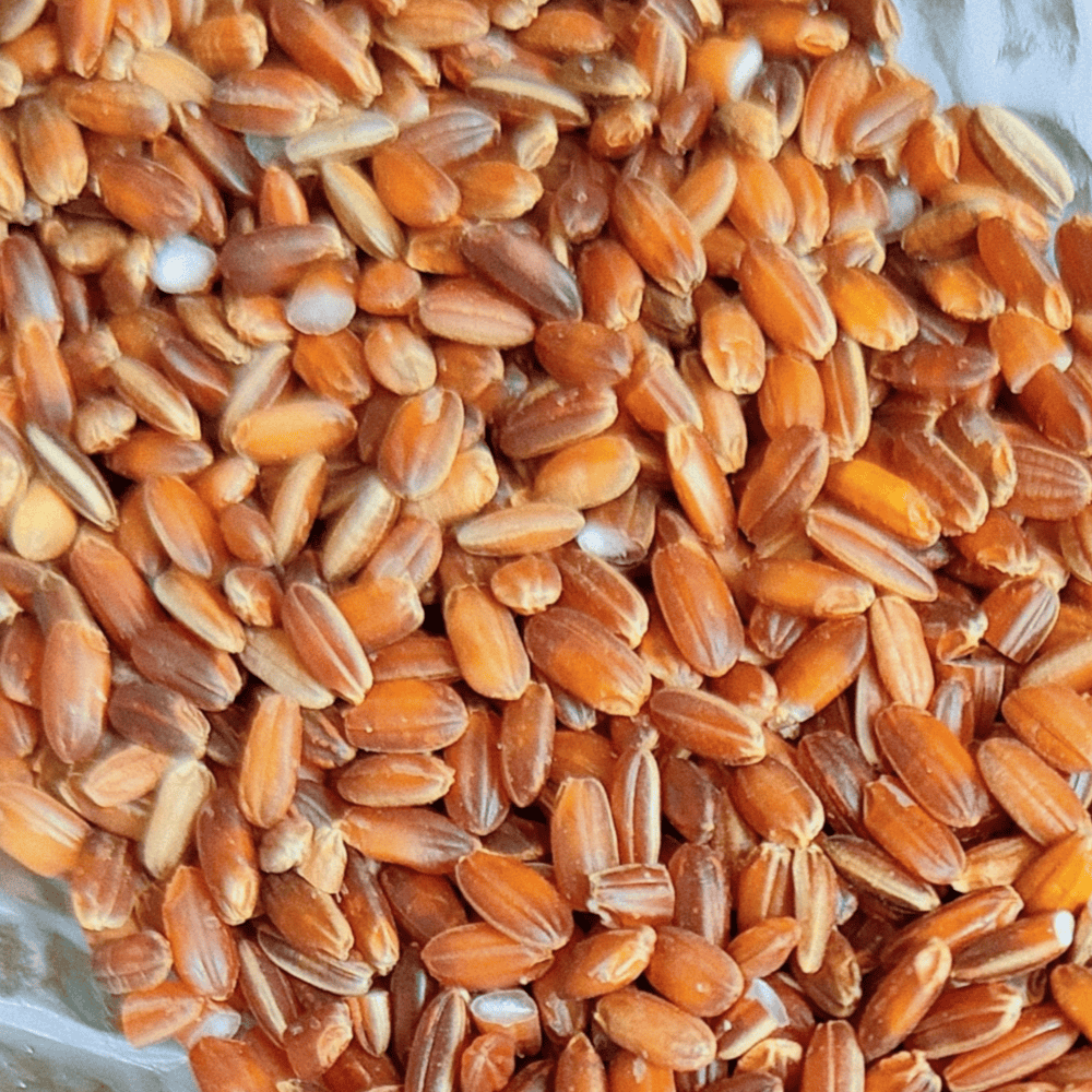 Navaara Arisi - Image 4